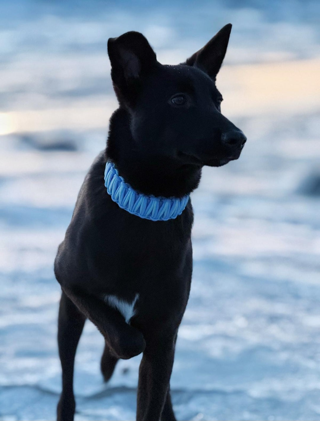 Halsband Polar ❄️🩵