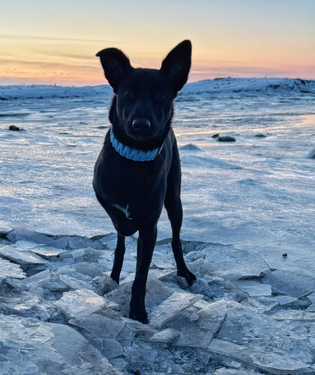 Halsband Polar ❄️🩵